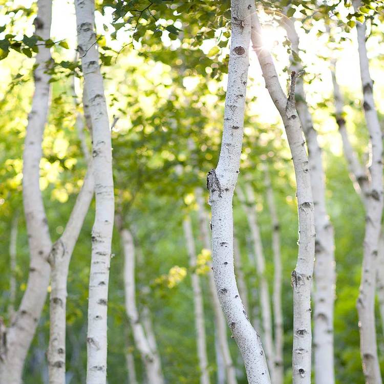 White Birch Soy Candles