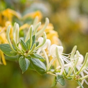 Honeysuckle Liquid Castile Soap